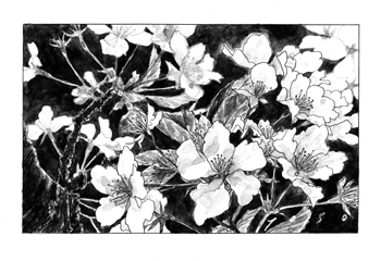 <br>夜桜<br>2025／インク・墨・透明水彩・紙
